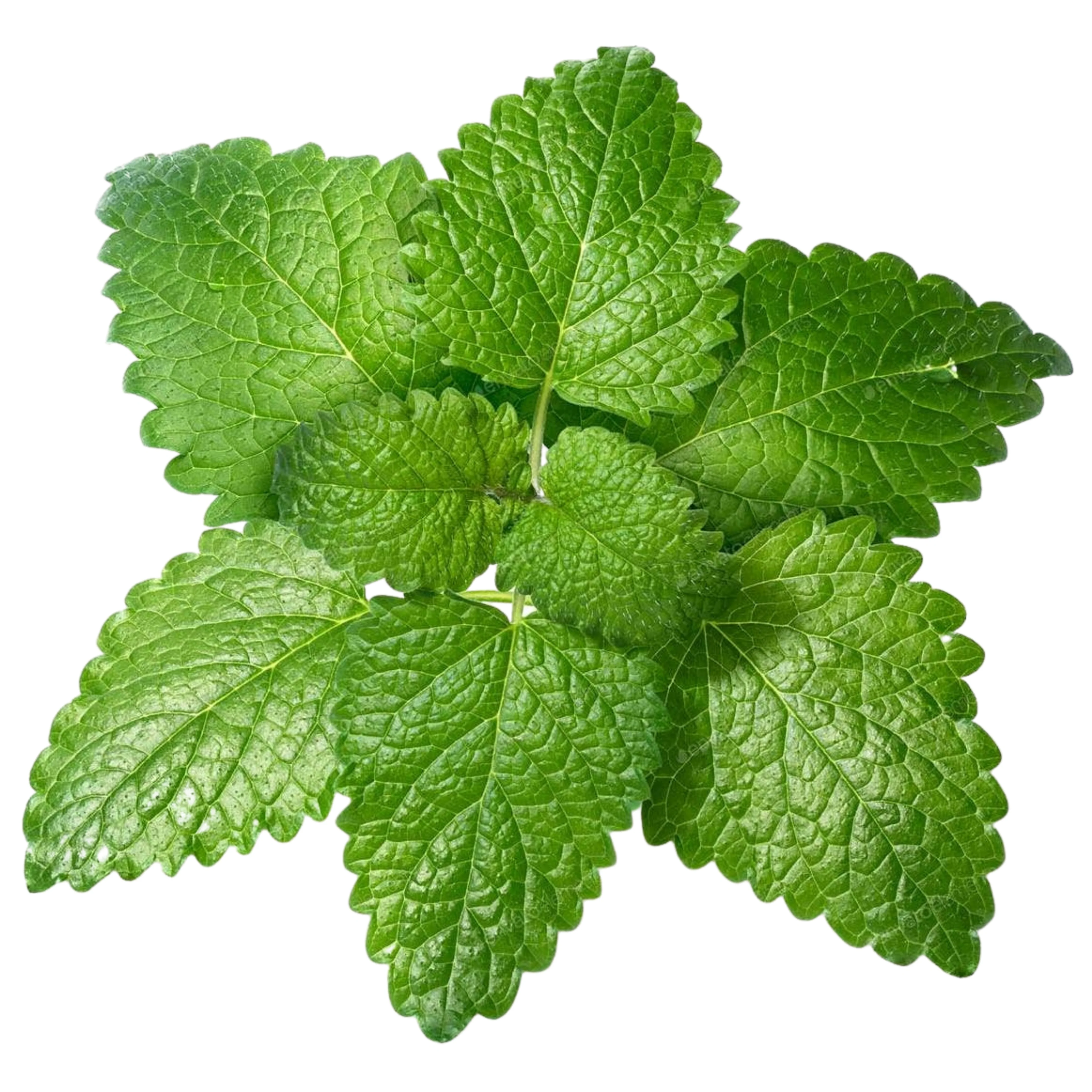 Elevate your Event with the Subtle Charm of Dried Lemon Balm🌱