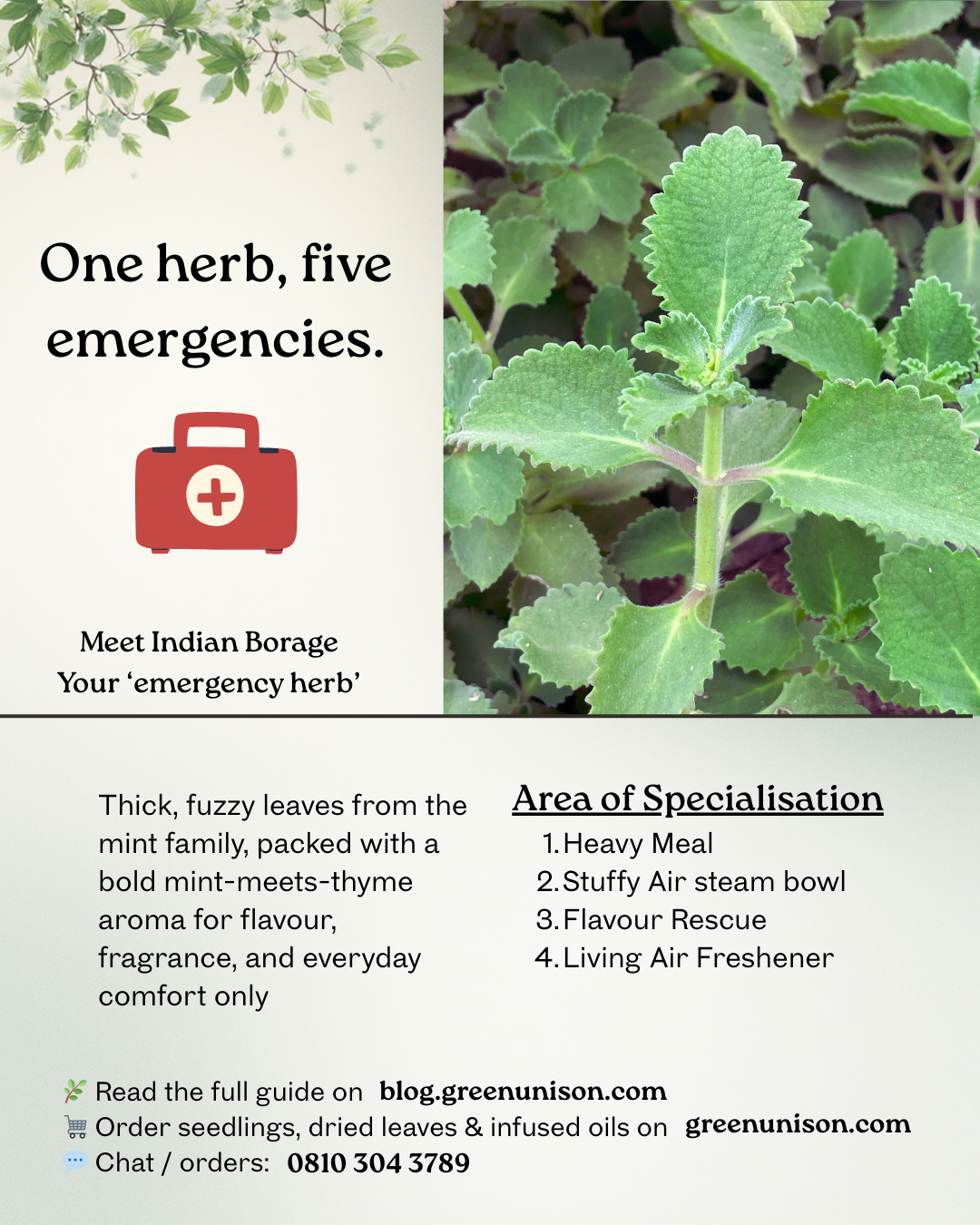 Indian Borage: The “Emergency Herb” Your Home Garden Should Never Be Without